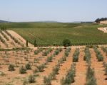 Fortediga 2008
