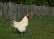 IMG_6523.JPG