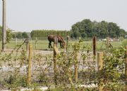 paard.JPG