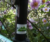 Foto van mijn met “fietsen in de Alpen” bekleefde fiets. Foto genomen in de bloemenpracht op La Bérarde. (Marc Dewilde)